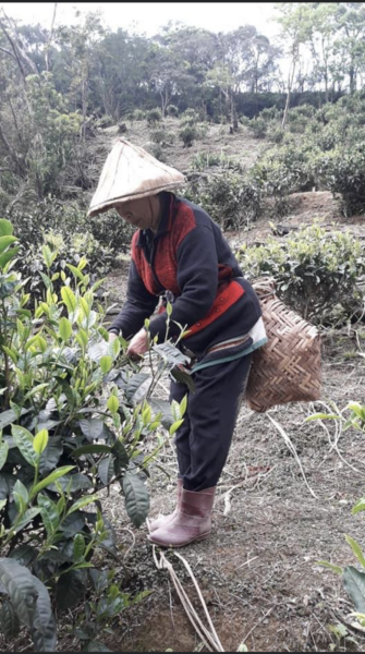 Tea Farmers in China Harvesting Gourmet Tea from Forest Crops