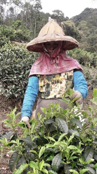 Forest Tea Growing Area