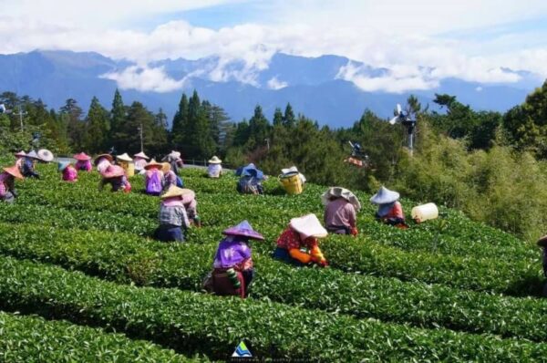 Premium Tea Growing Region 